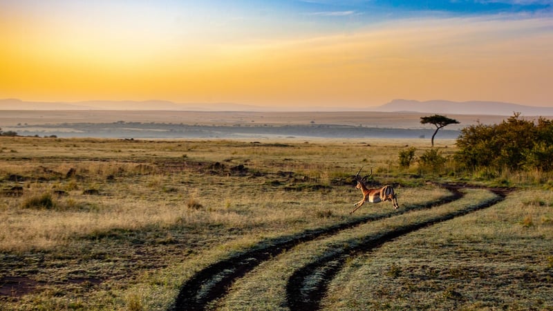 Time-Travel Safaris
